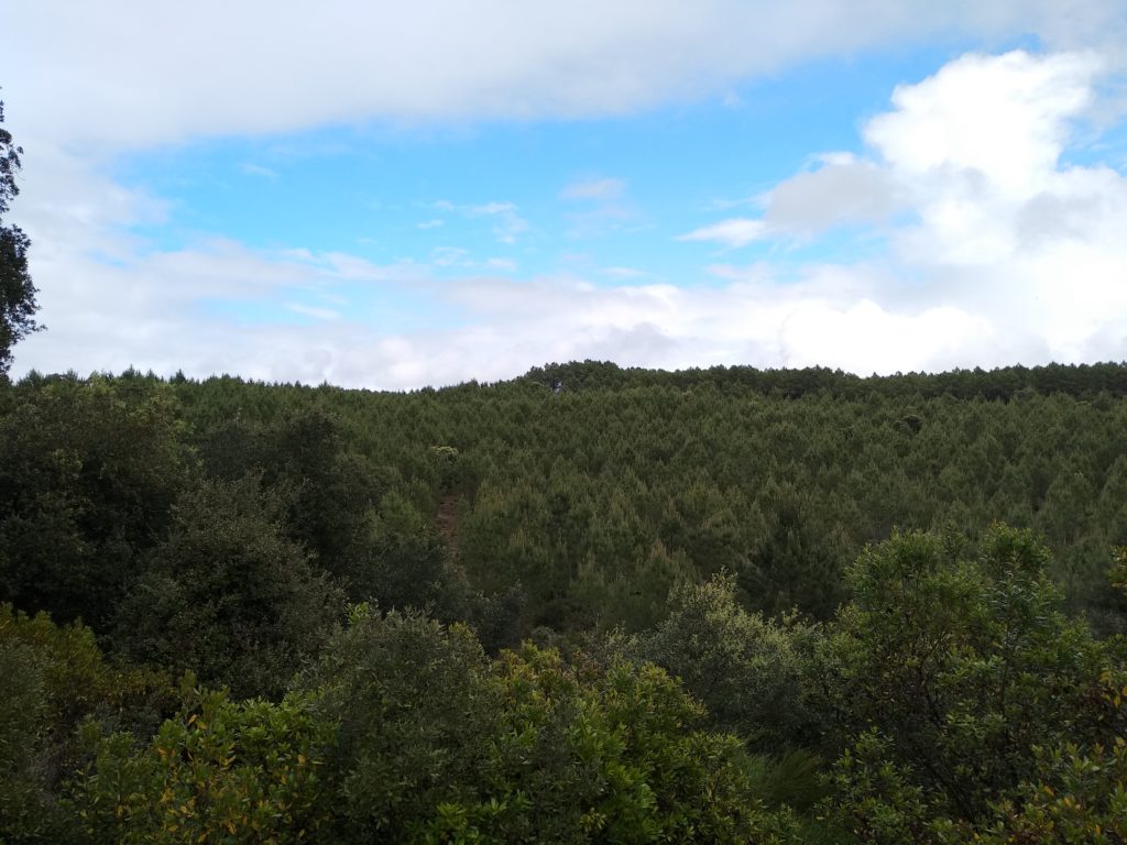 Forêt du Médoc